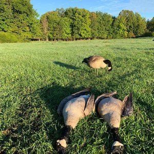 Meet your Posher, Owen